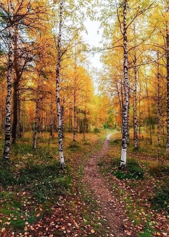 №2719077 - оригинал