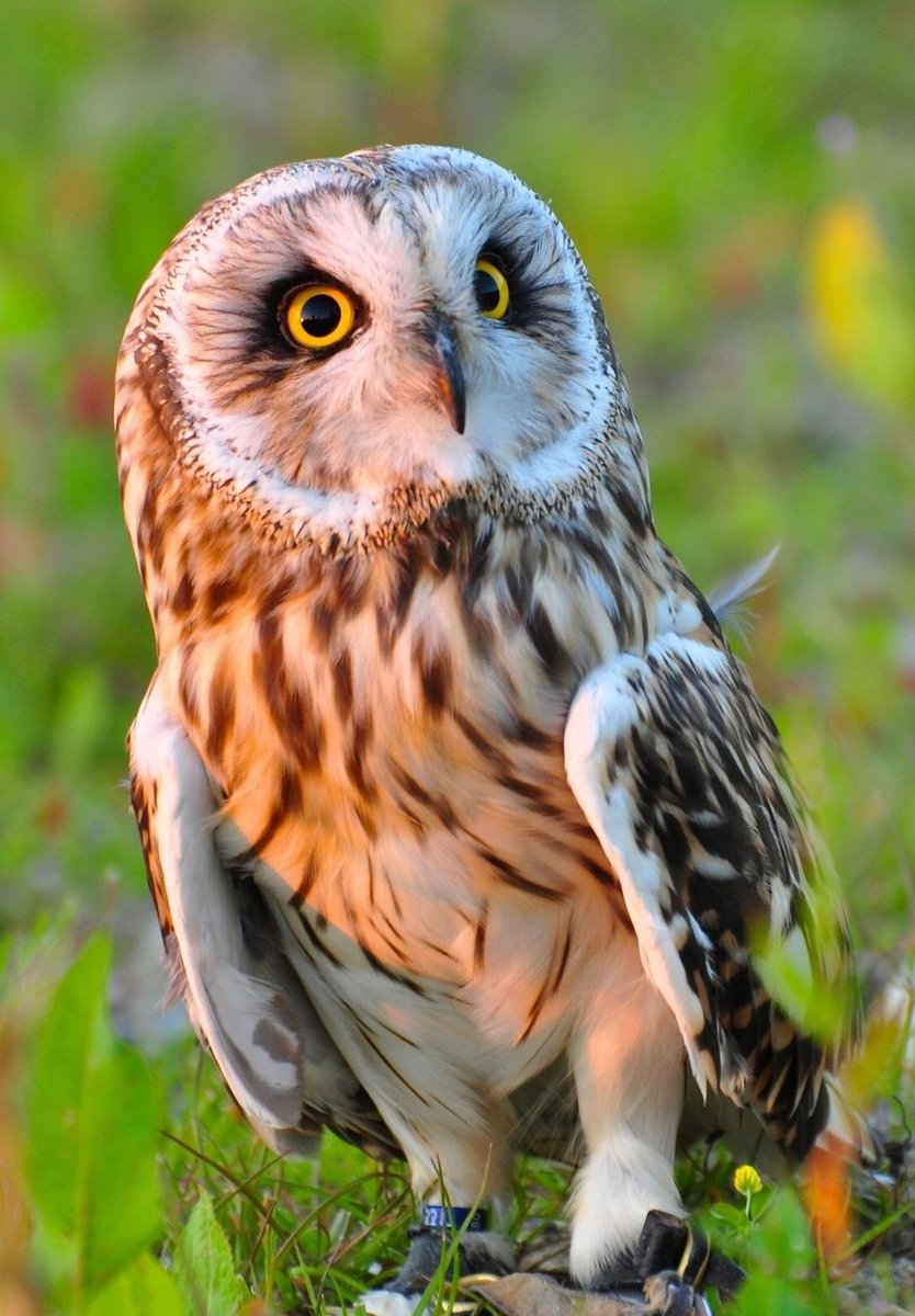 Совушка - птицы, сова, зелень - оригинал