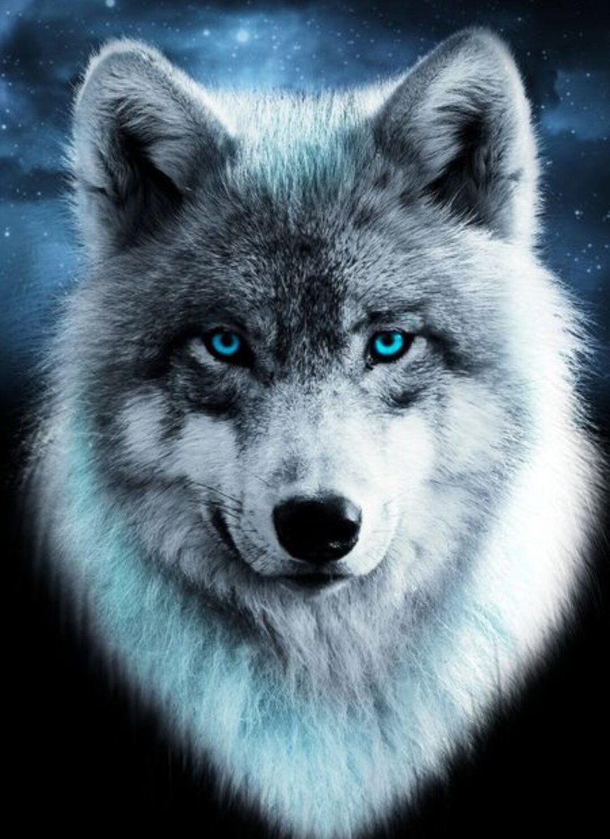 волк - взгляд, волк, глаза - оригинал