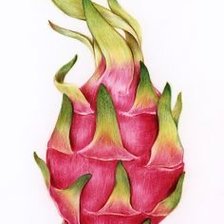 Схема вышивки «pitahaya»