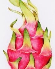 Схема вышивки «pitahaya»