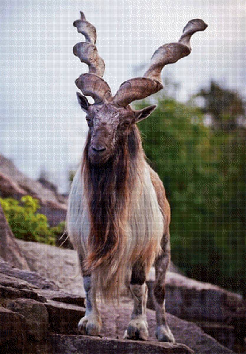Мархур - козел, природа, животное - предпросмотр