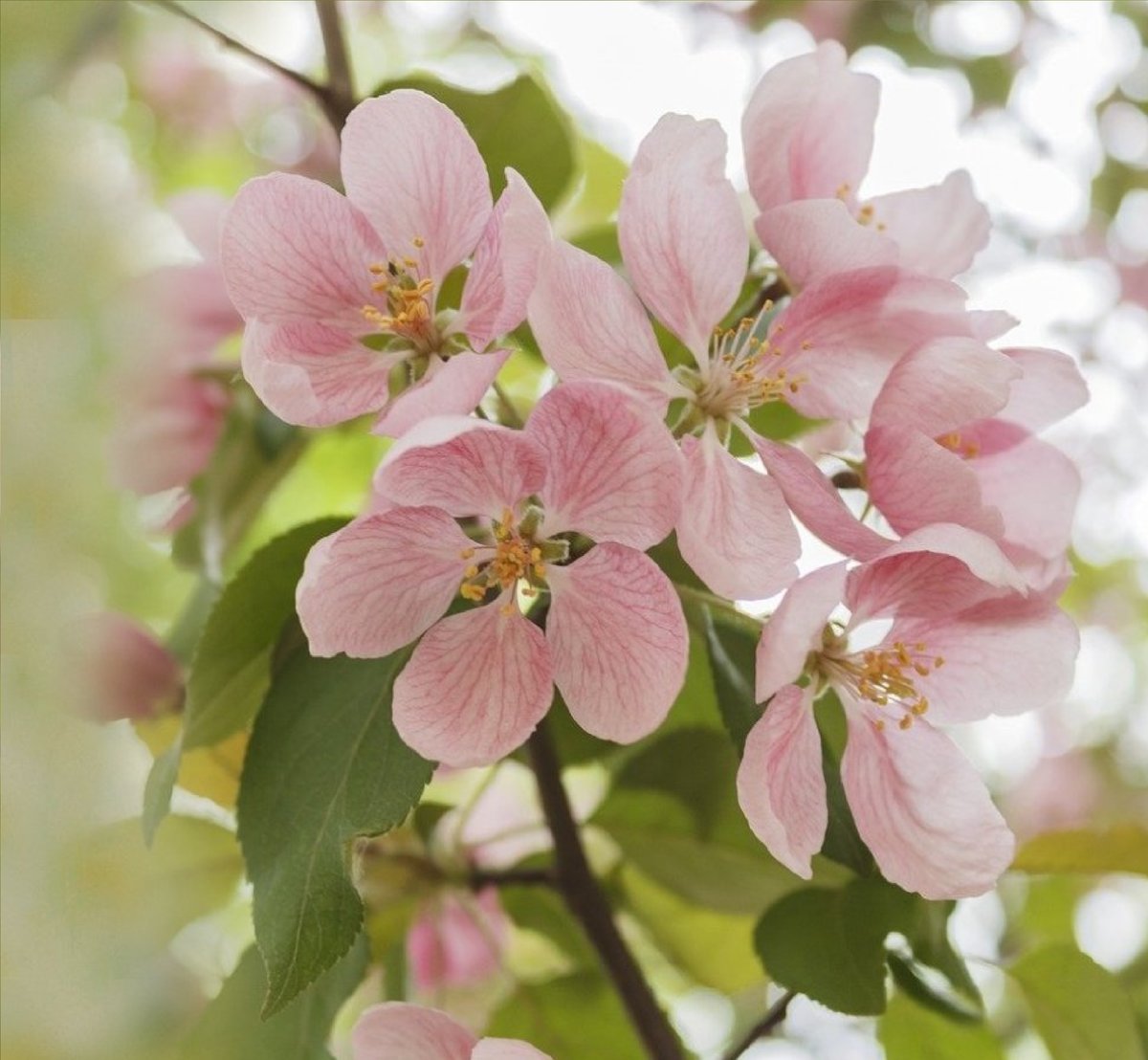 яблоневый цвет - оригинал