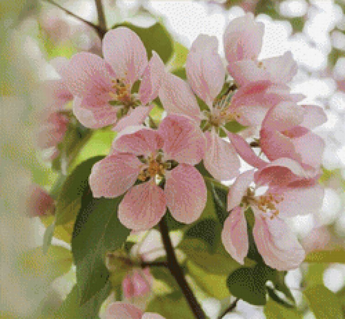 яблоневый цвет - предпросмотр