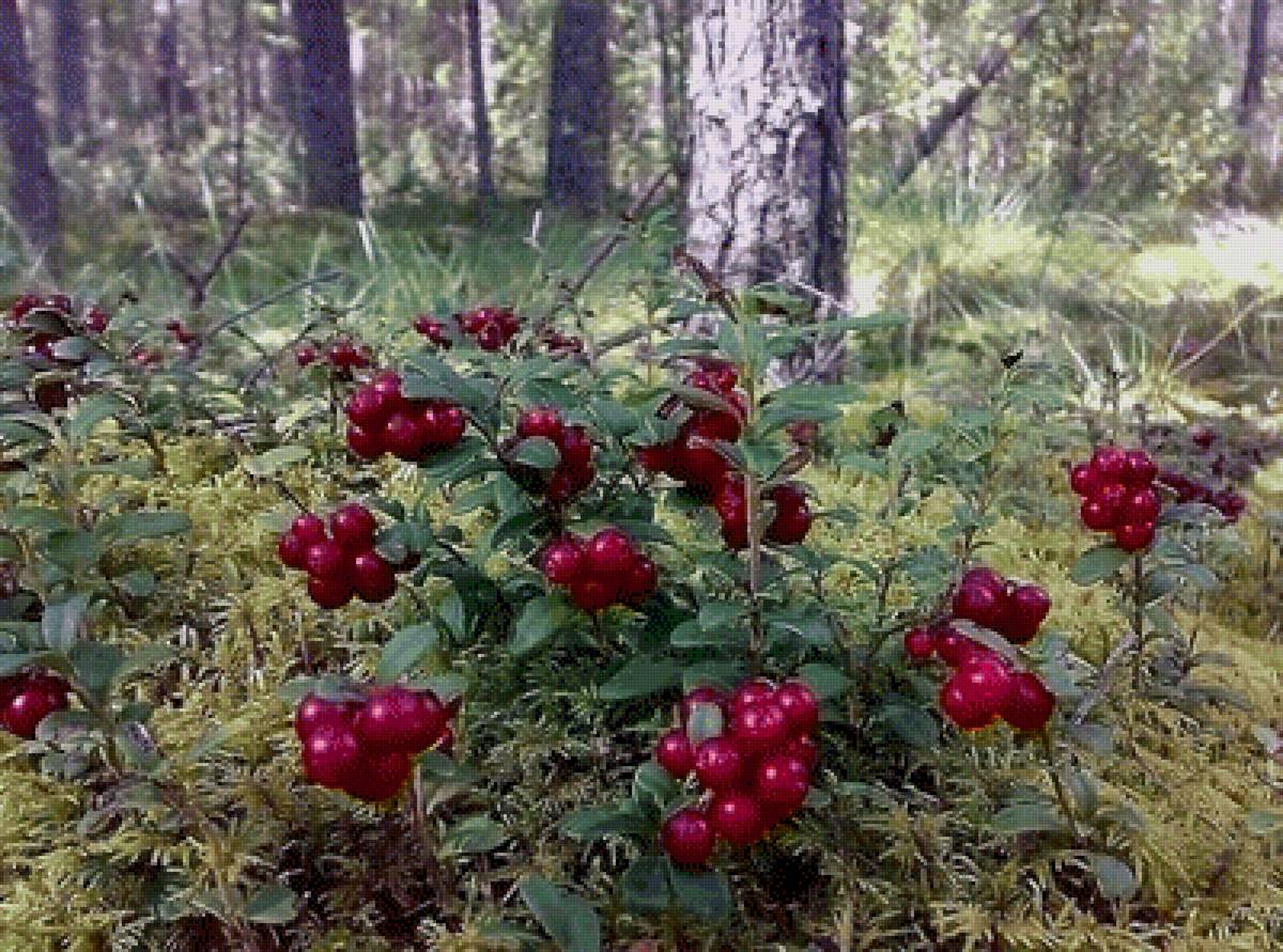 Брусника в тайге - брусника - предпросмотр