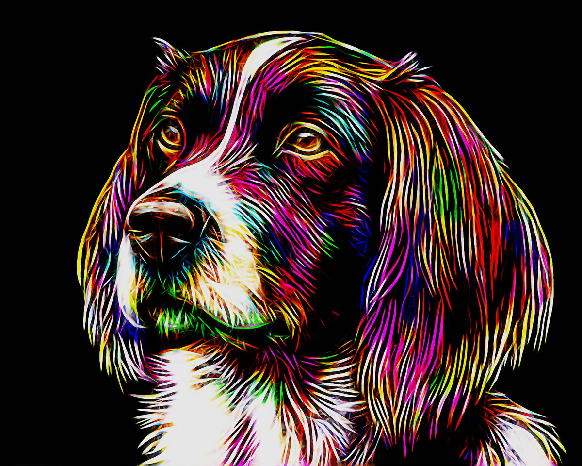 Спаниель - животные, собаки, собака, спаниель - оригинал