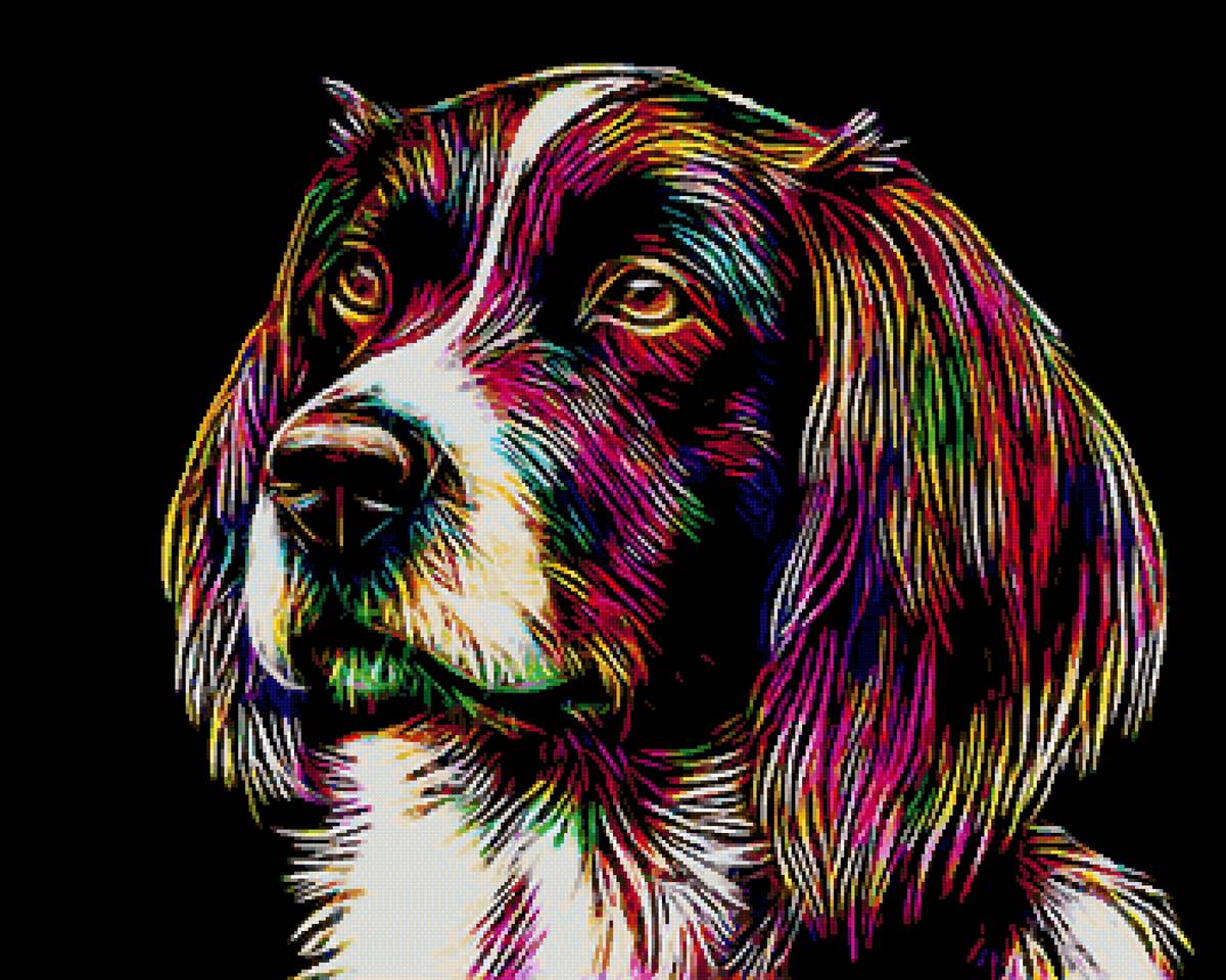 Спаниель - собаки, собака, спаниель, животные - предпросмотр