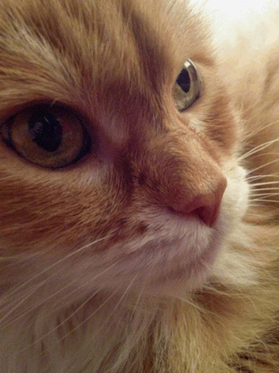 Котик - предпросмотр