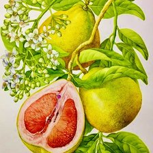 Схема вышивки «naranjas»