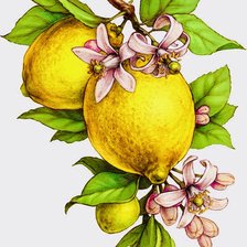 Схема вышивки «limones»