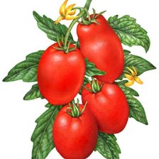 Схема вышивки «tomates»