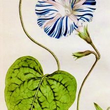 Схема вышивки «glorious»