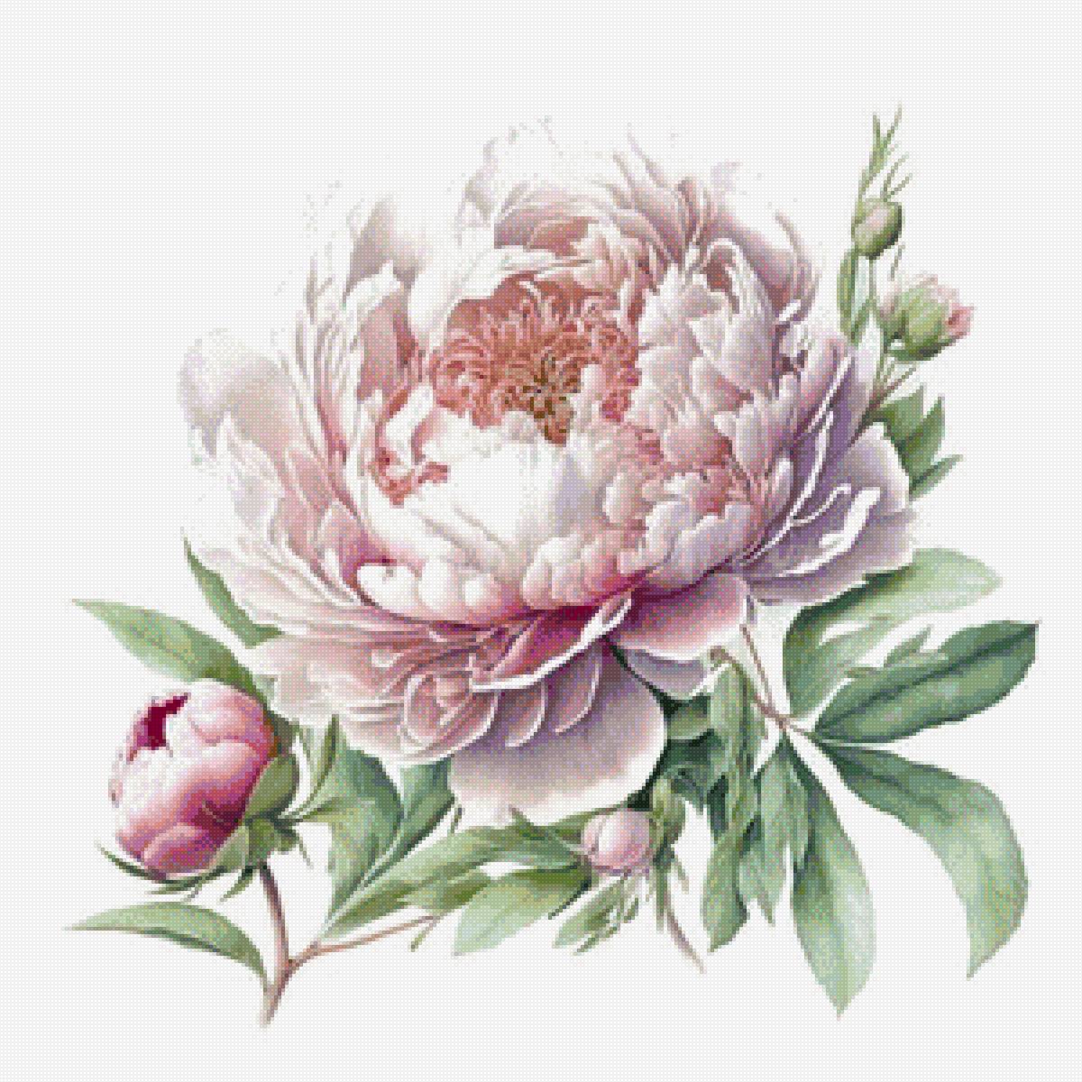 Пион - живопись, цветы, пионы - предпросмотр