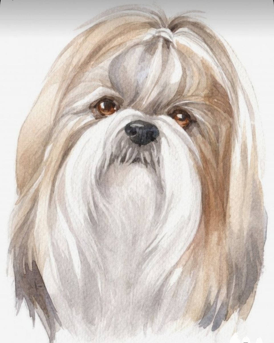 ShihTzu - perro, shihtzu - оригинал