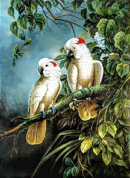 №2722242 - попугай, пара, птицы - оригинал