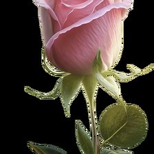 Pink rose02