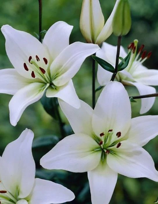 Белая лилия - цветы - оригинал