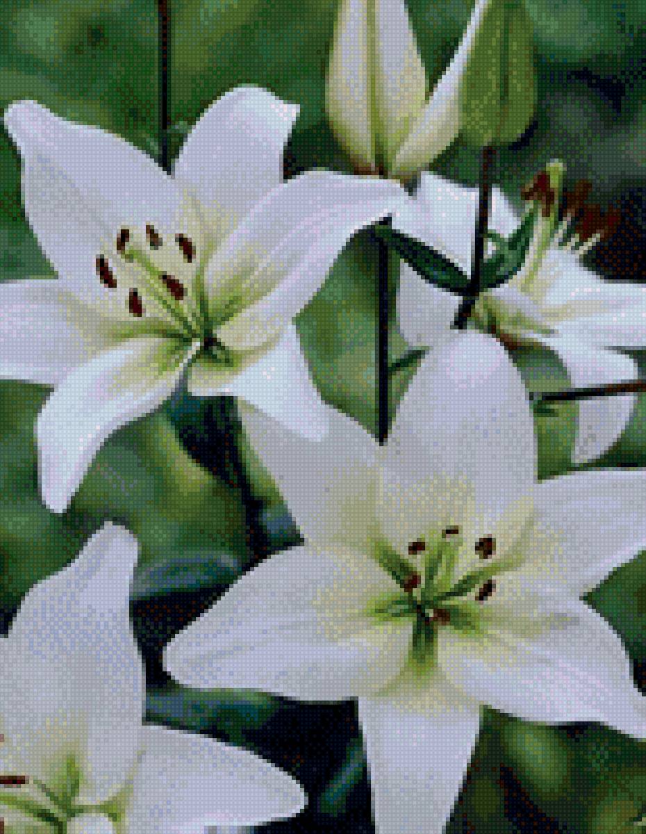 Белая лилия - цветы - предпросмотр