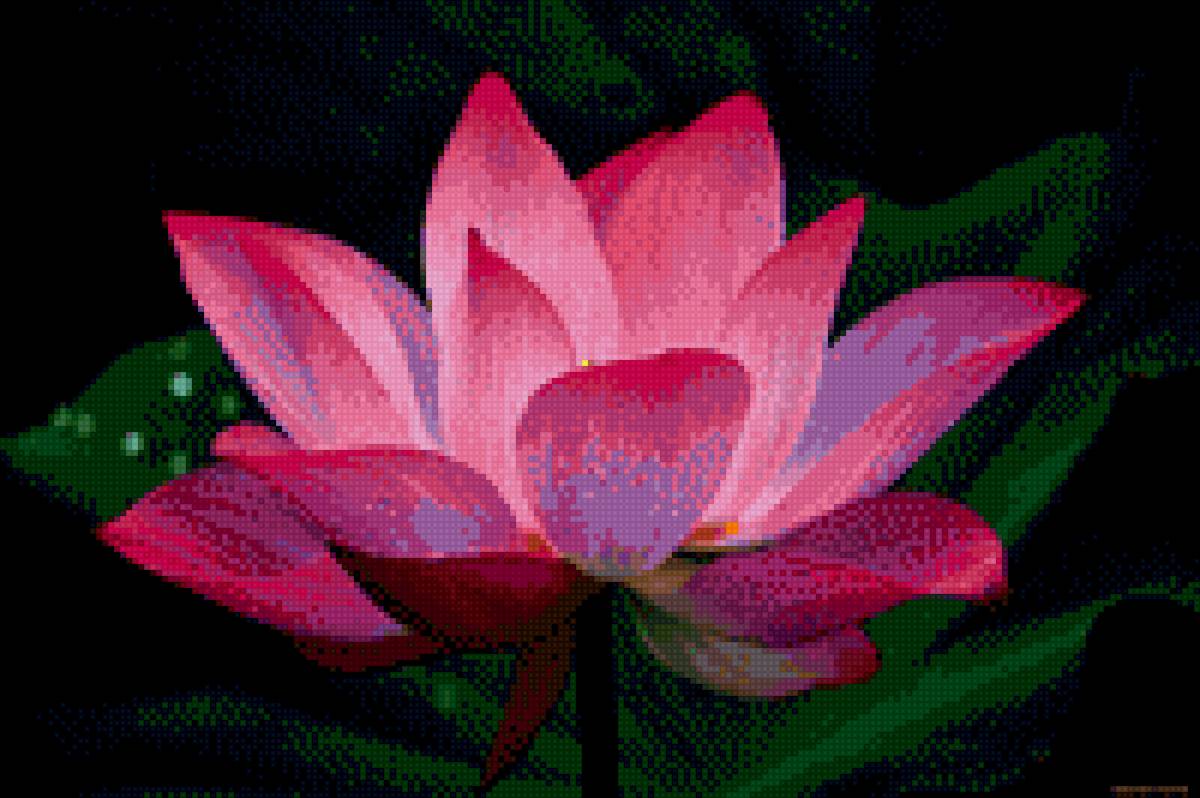 Лотос - цветы - предпросмотр