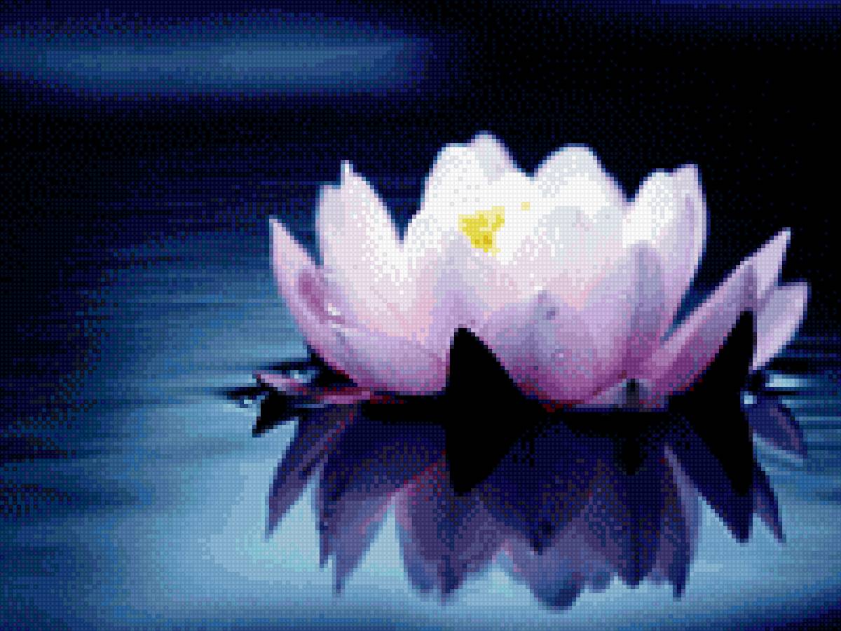 Лотос на воде - цветы, природа - предпросмотр