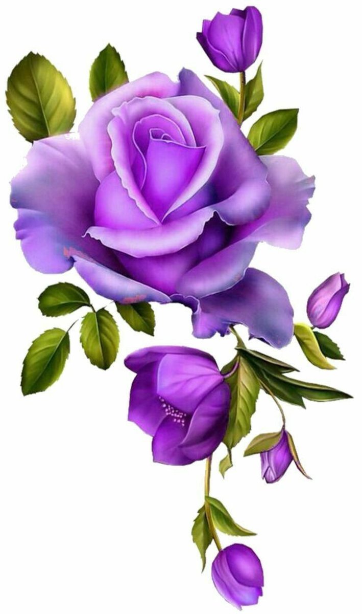 Purple róe - оригинал