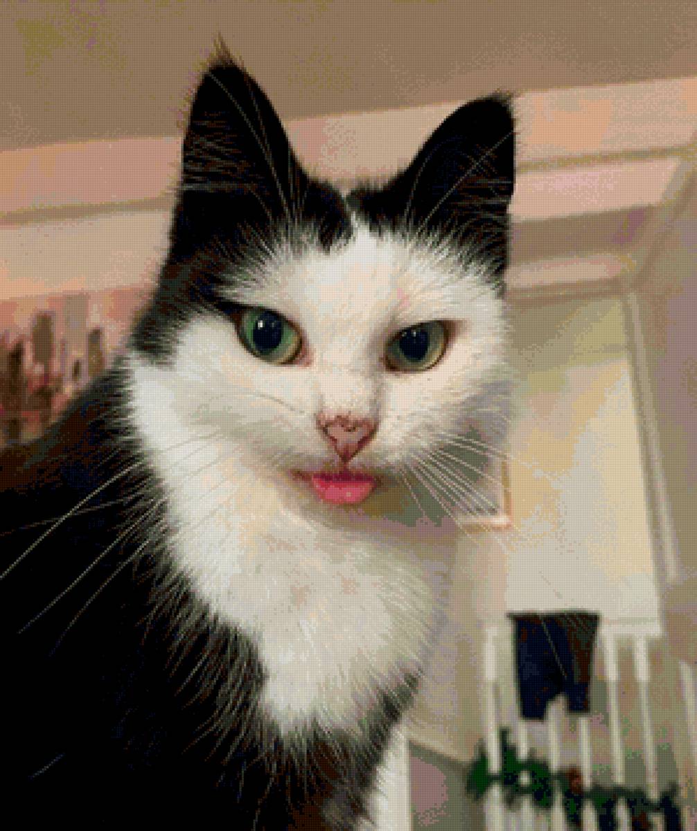 Кот - кот - предпросмотр