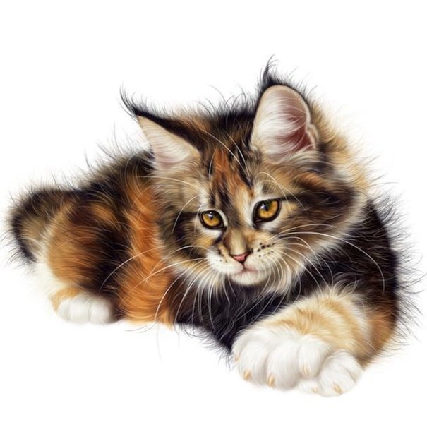 Кот - кот 🐱 - оригинал