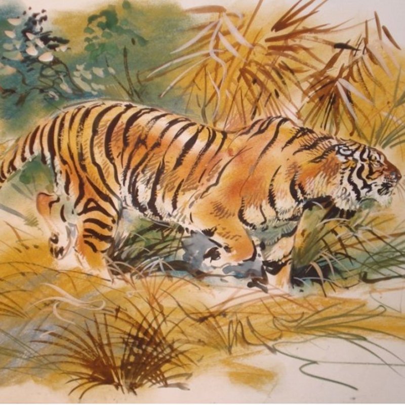 Тигр - тигр, животные, дикие кошки - оригинал