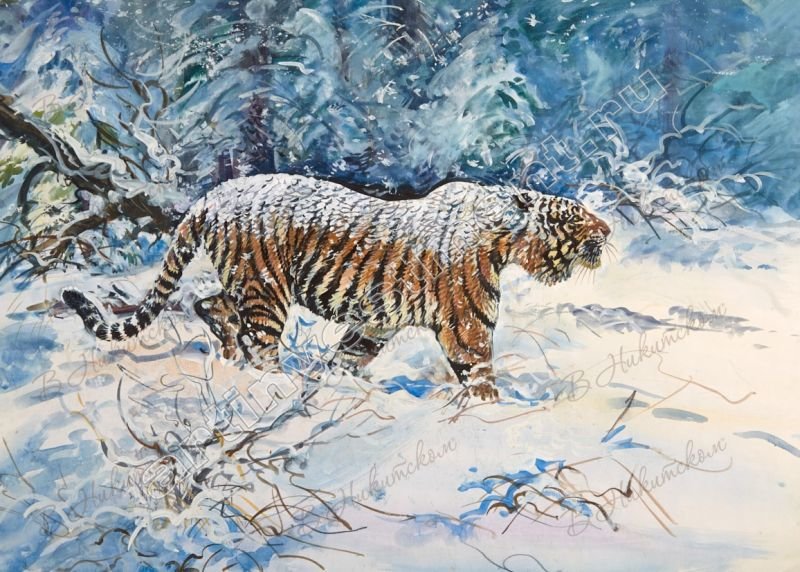 Зимой в тайге - животные, тигр, зима, природа, тайга, лес - оригинал