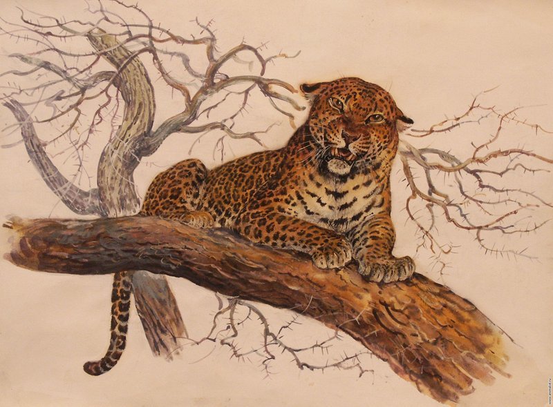 Леопард сердится - леопард, животные, дикие кошки - оригинал