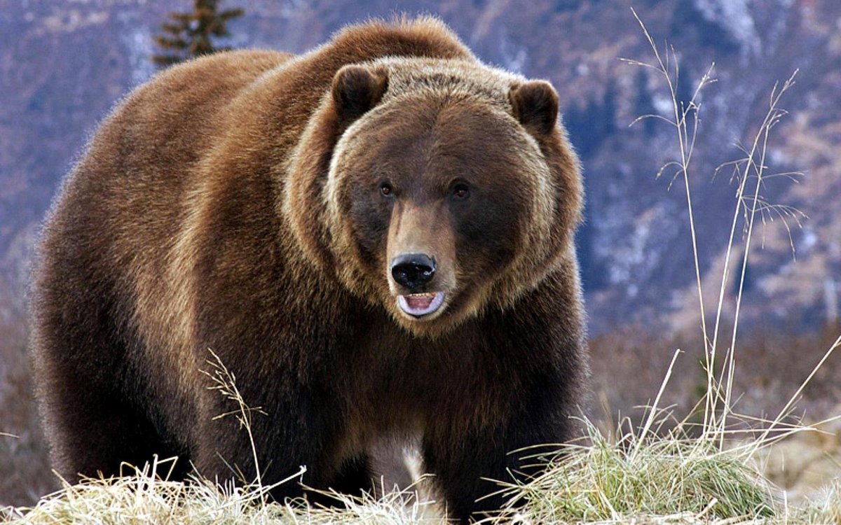 Медвель - медведь, животные - оригинал