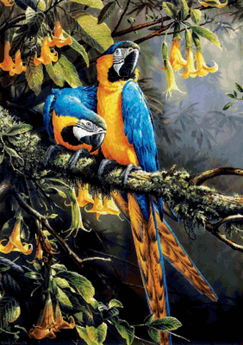 №2724505 - попугай, птицы, пара - предпросмотр