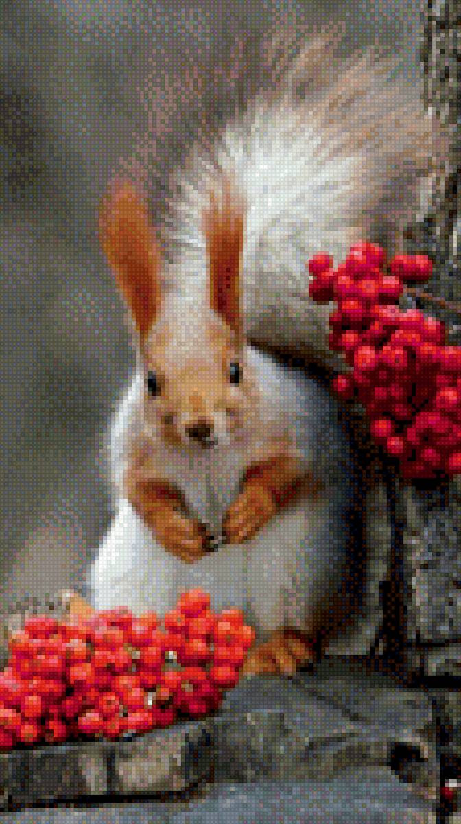 Белка - животные - предпросмотр