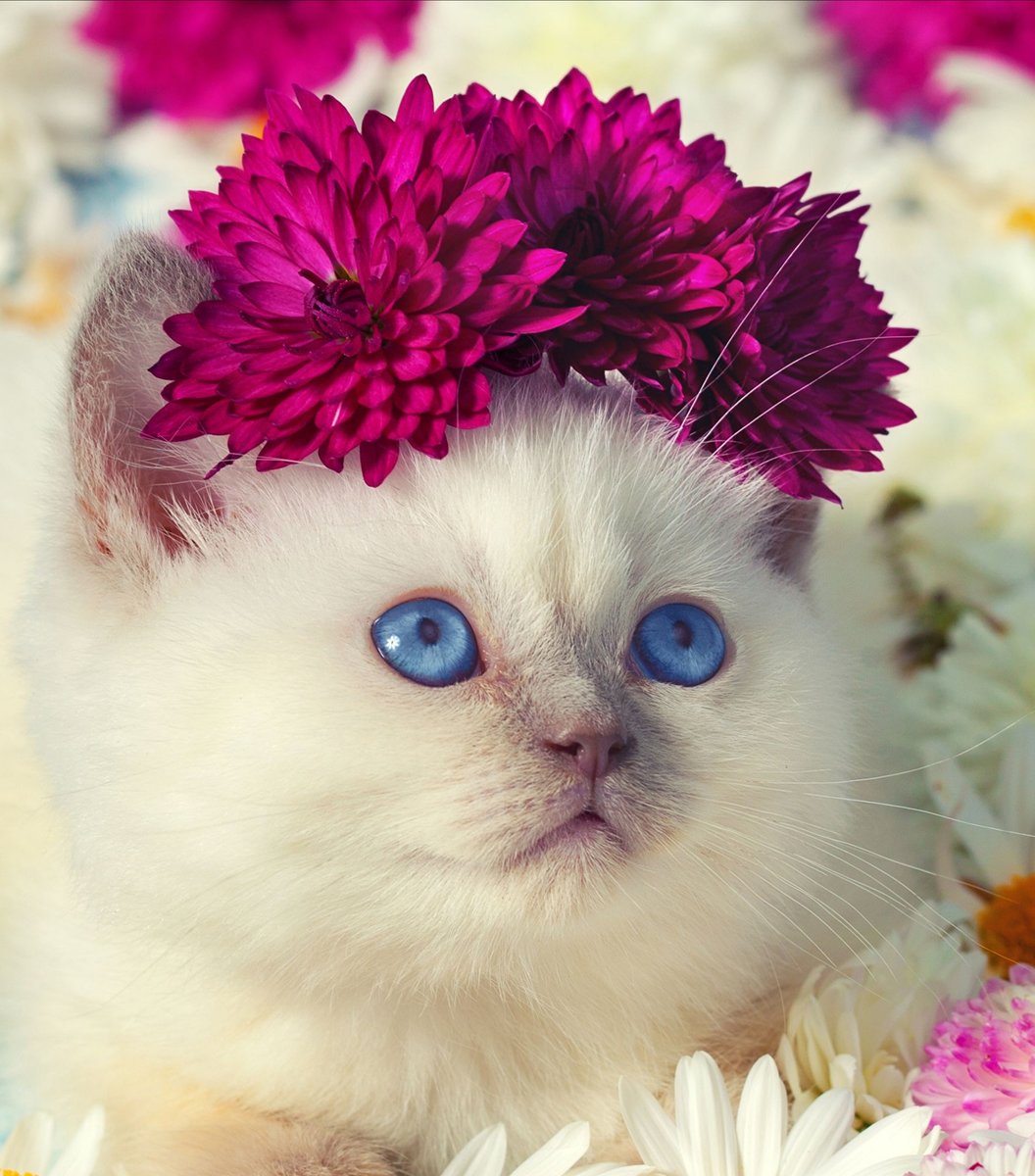 Кисуля - киса - оригинал