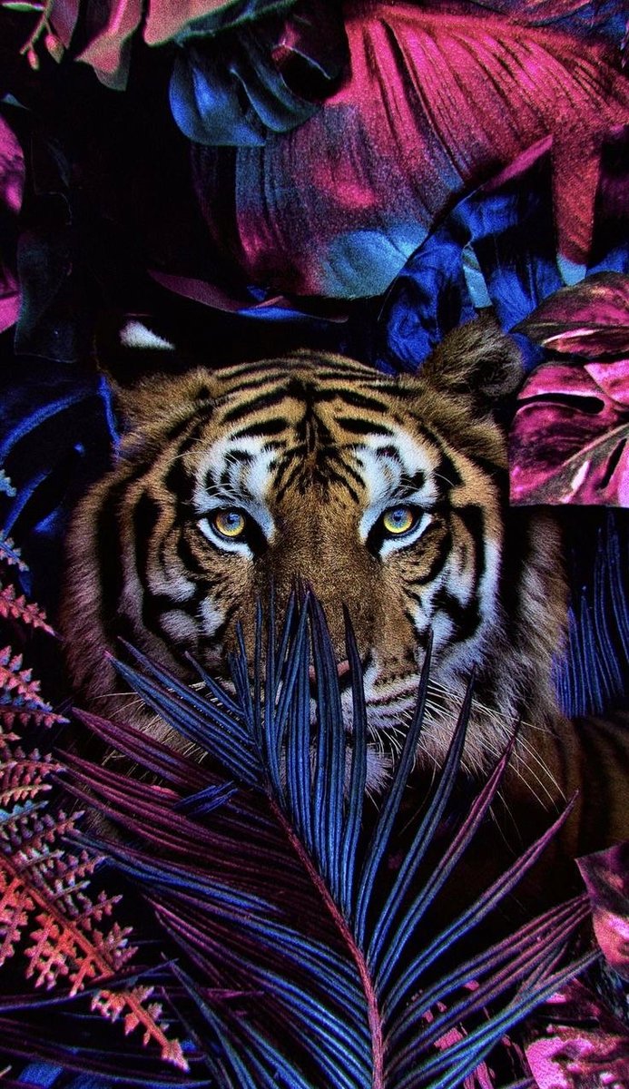 Тигр в розово-фиолетовых листьях - тигр - оригинал