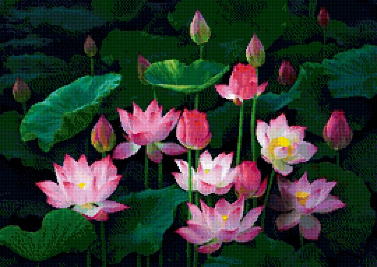 №2725528 - природа, цветы, лотос - предпросмотр