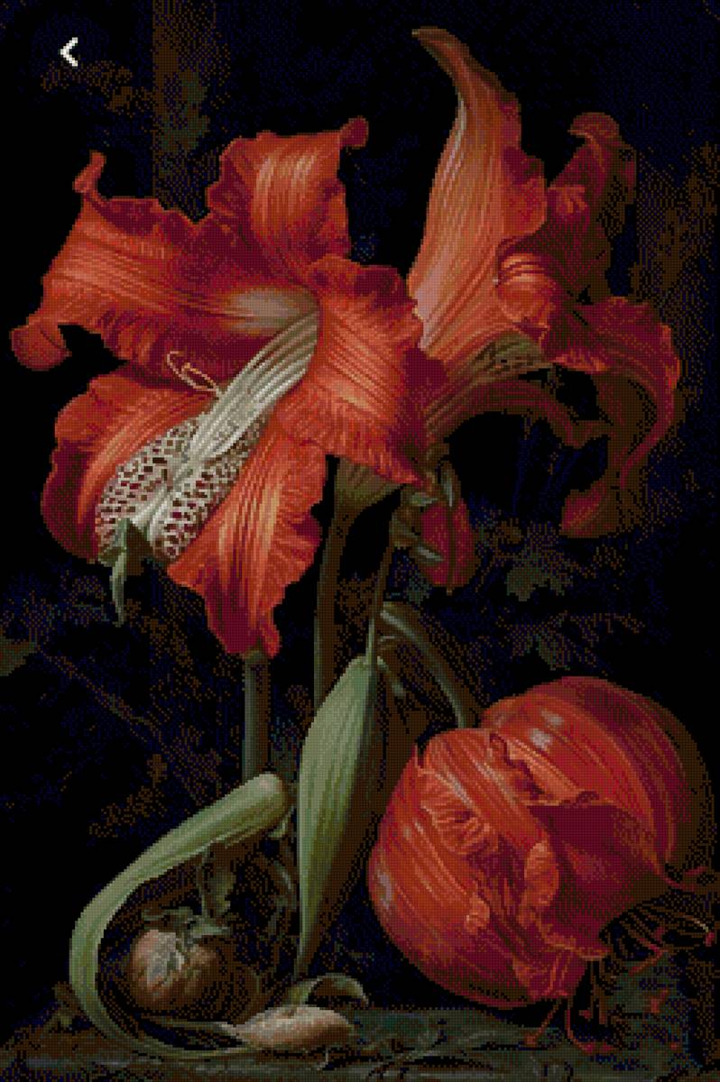 Аморалис - предпросмотр