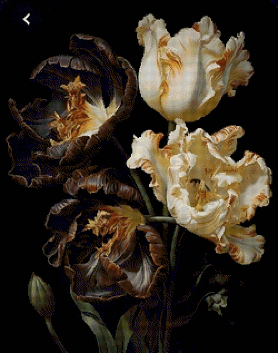 Черные тюльпаны - тюльпаны - предпросмотр