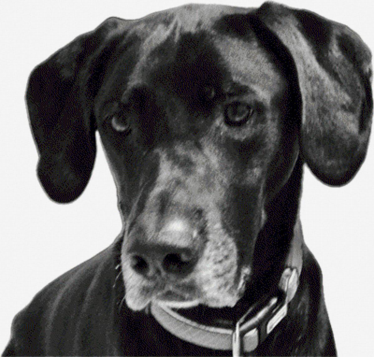 Perro - предпросмотр