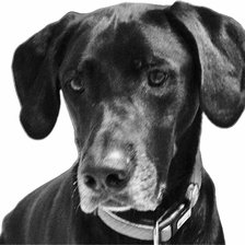 Схема вышивки «Perro»