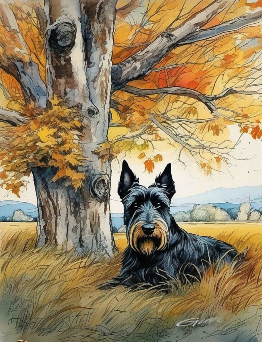 Шотландский терьер - животные, собаки, шотландский терьер, собака - оригинал