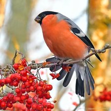 Схема вышивки «№2727362»