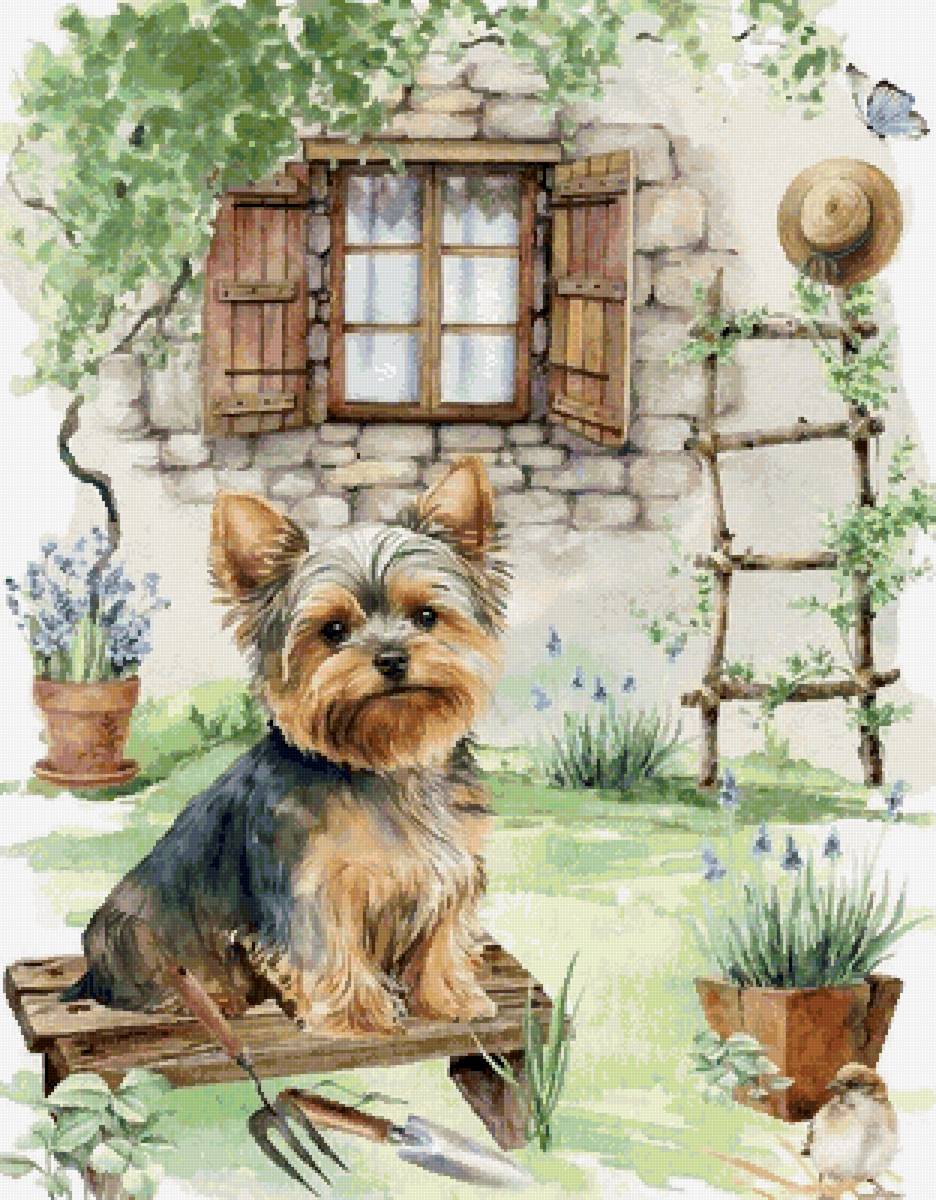 Йорки - животные, собака, собаки - предпросмотр