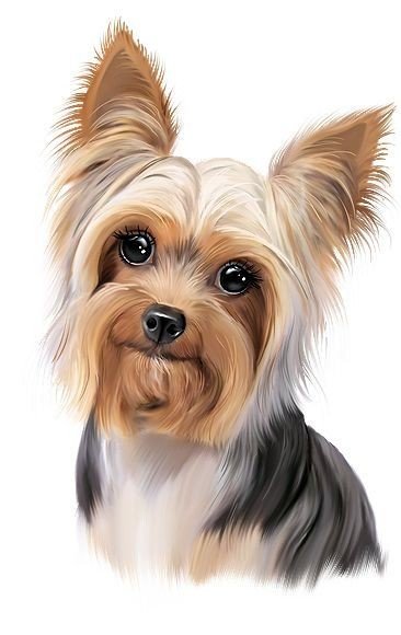 Портрет Йорка - собака, собаки, йоркширский терьер, животные - оригинал