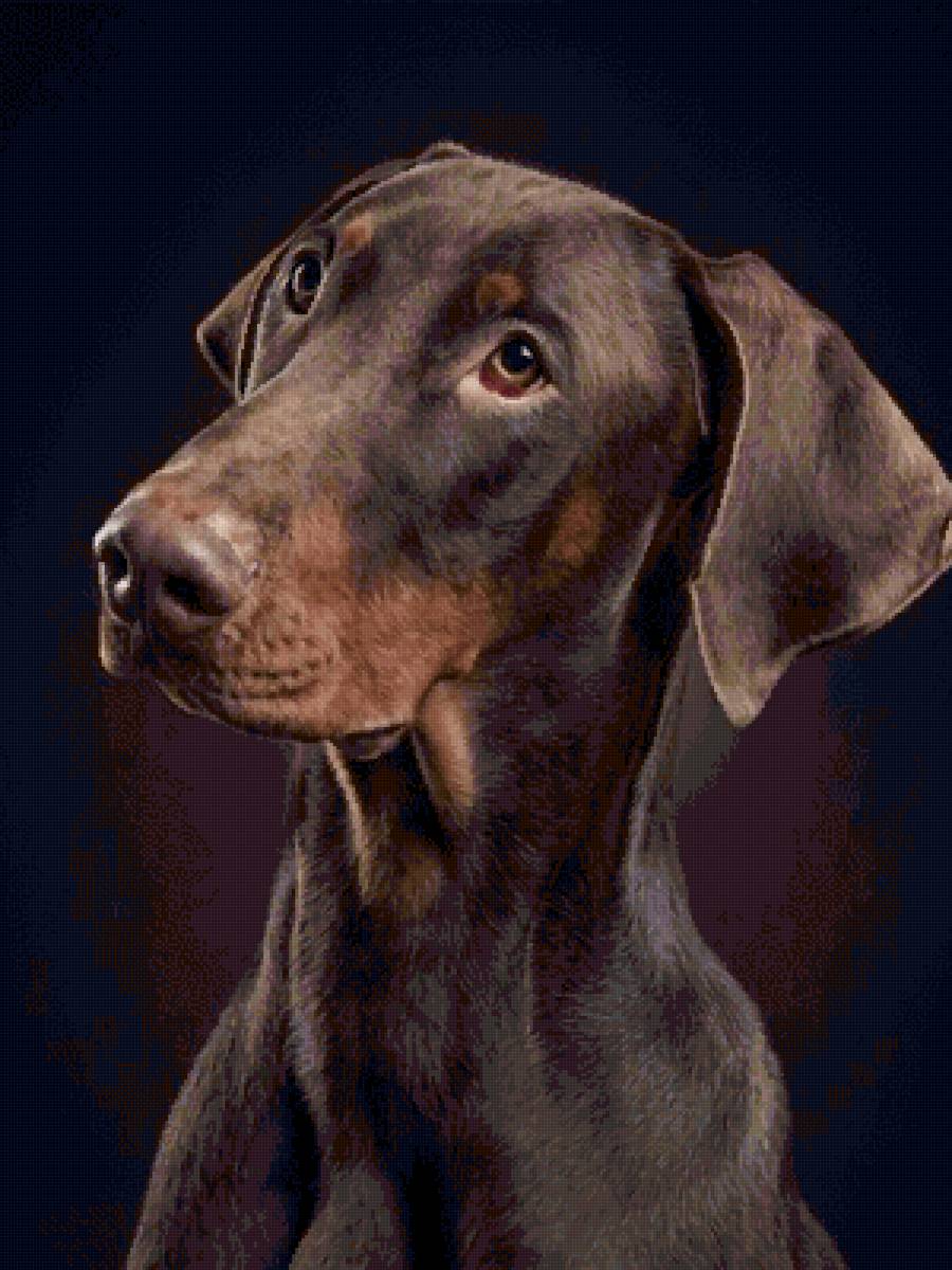 Добер - собаки, доберман, животные, собака - предпросмотр