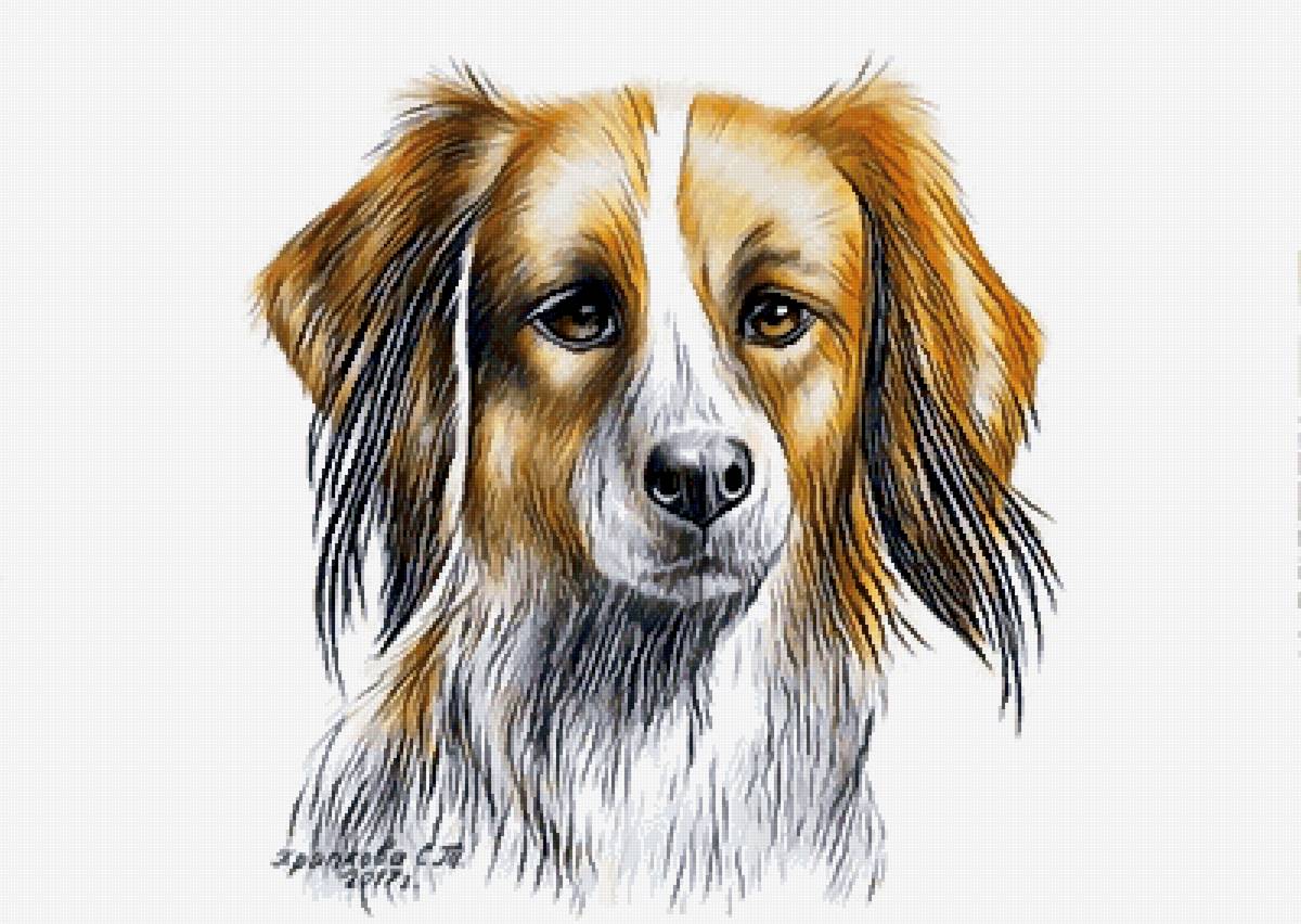 №2727892 - собака, животные, собаки - предпросмотр