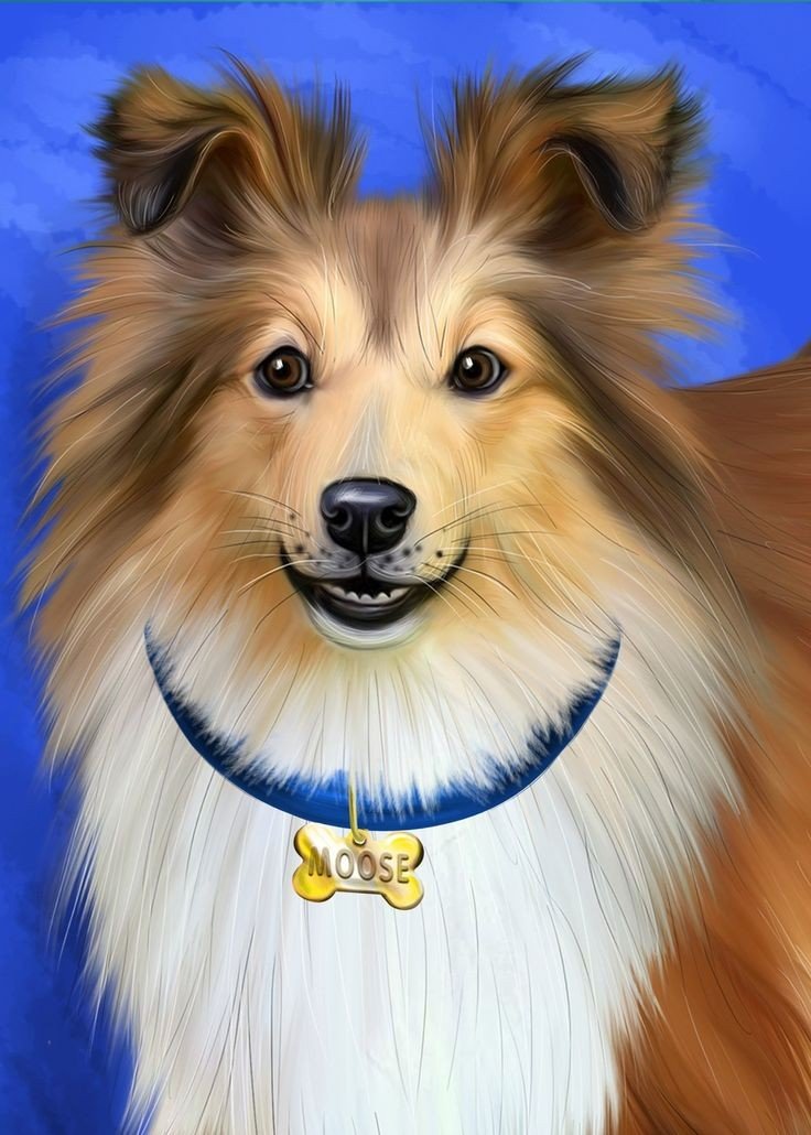 Шелти - собаки, животные, собака - оригинал