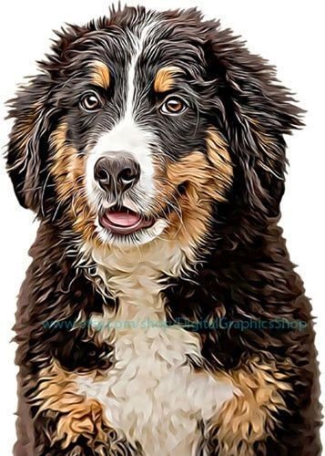 Бернский зенненхунд - животные, собака, собаки - оригинал