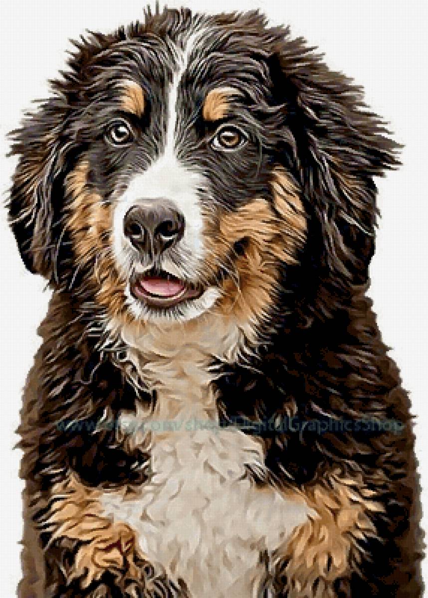 Бернский зенненхунд - животные, собака, собаки - предпросмотр