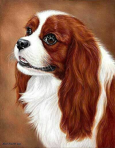 Кавалер Кинг Чарльз спаниель - кавалер кинг чарльз спаниель, животные, собака - оригинал